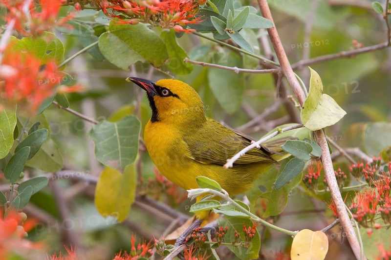 Spectacled Weaver