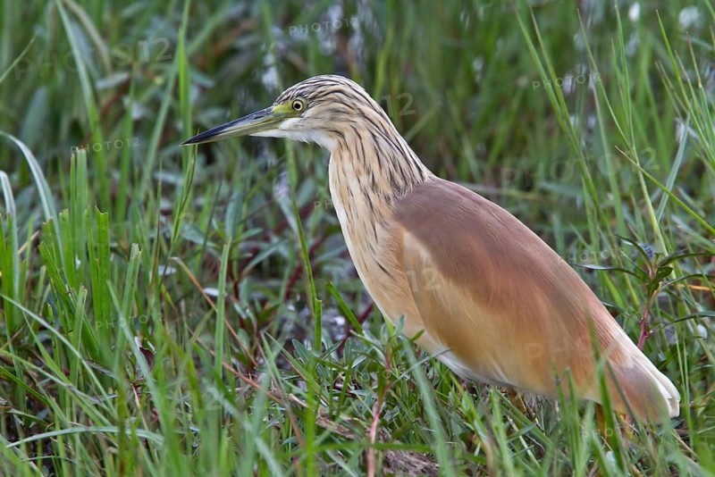 Squacco heron in breeding plumage. It is a stocky species with a short neck