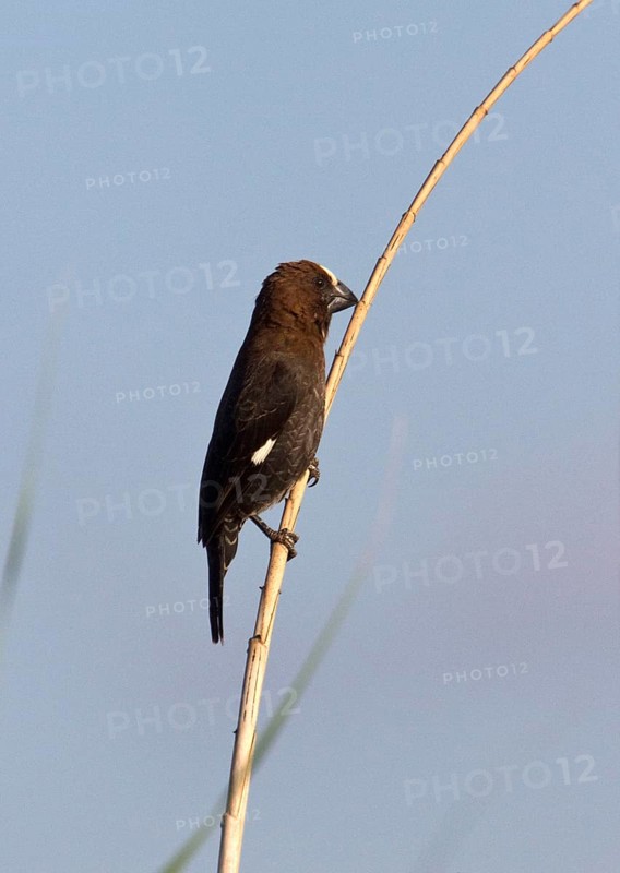 White-fronted Weaver