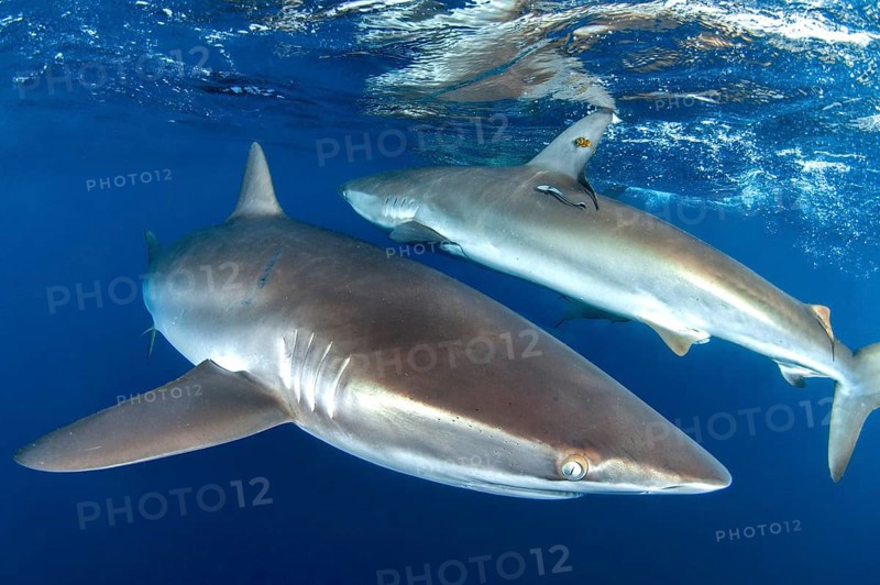 Silky sharks