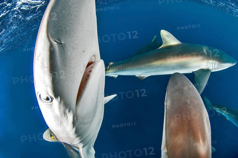 Silky sharks