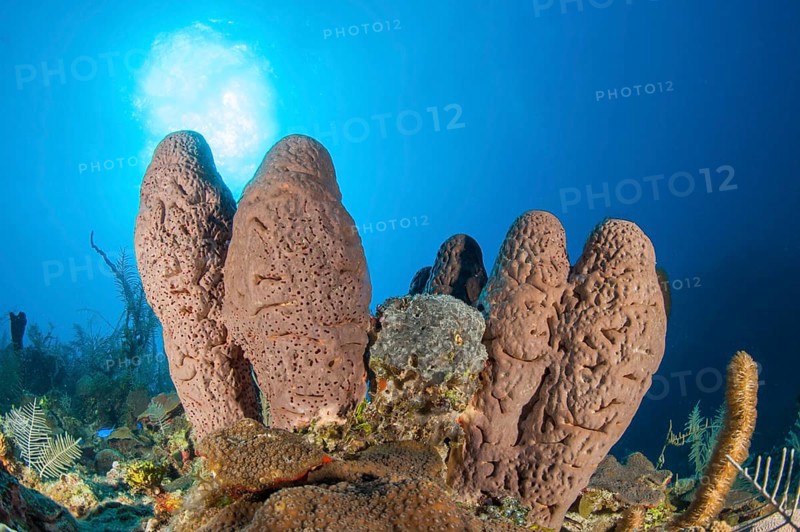 Sponge