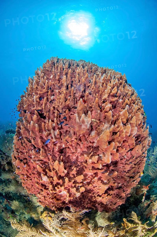 Sponge