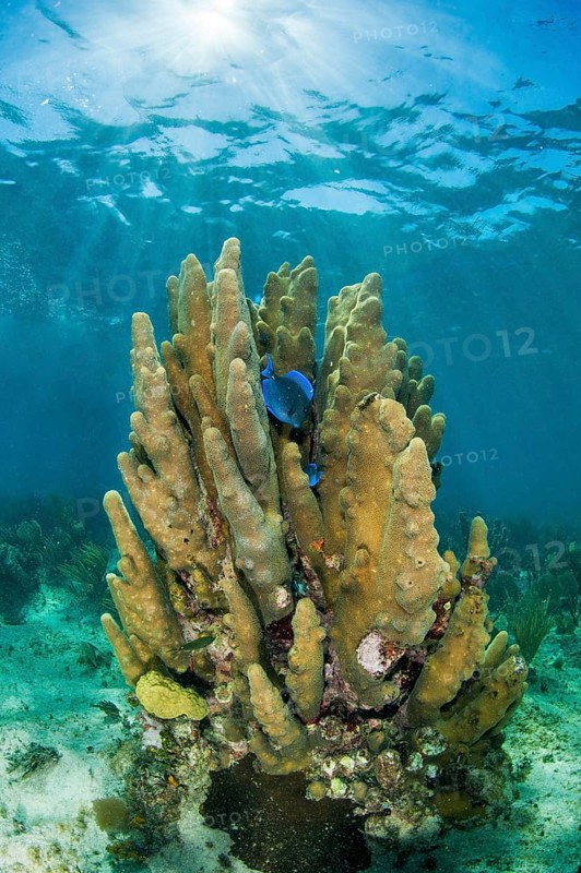 Coral