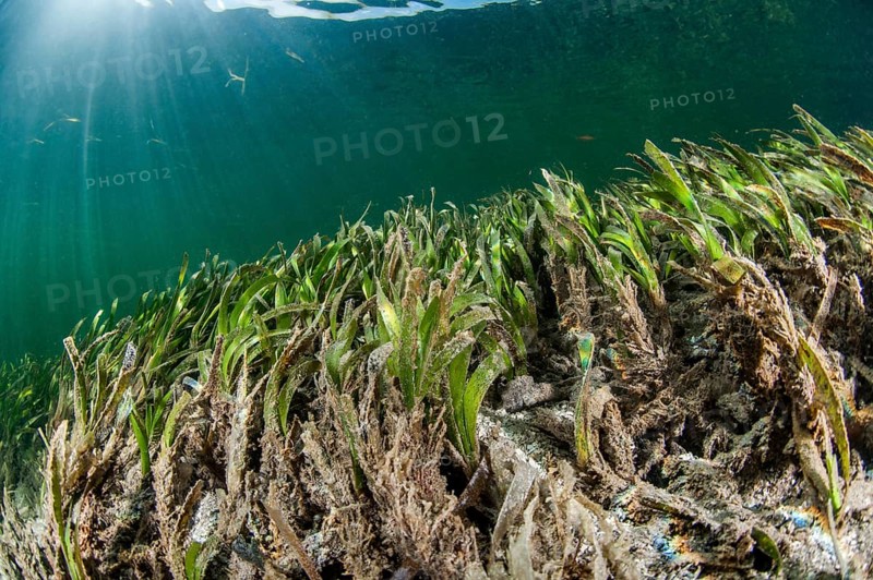 Thalassia sp. seagrass meadow