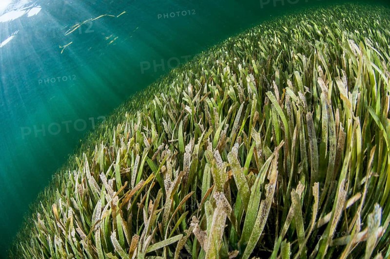 Thalassia sp. seagrass meadow