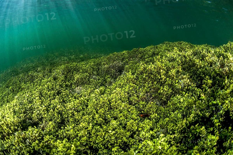 seaweeds