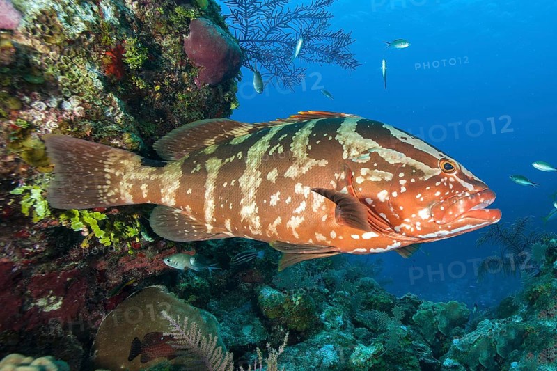 Nassau grouper