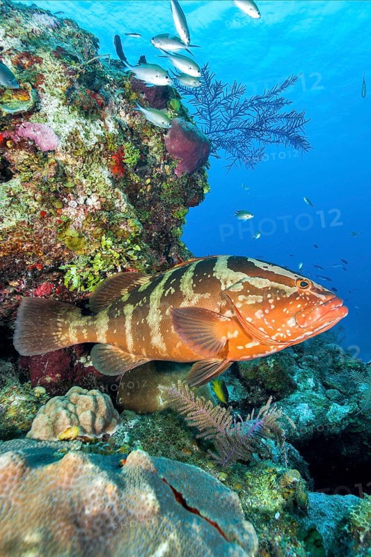 Nassau grouper