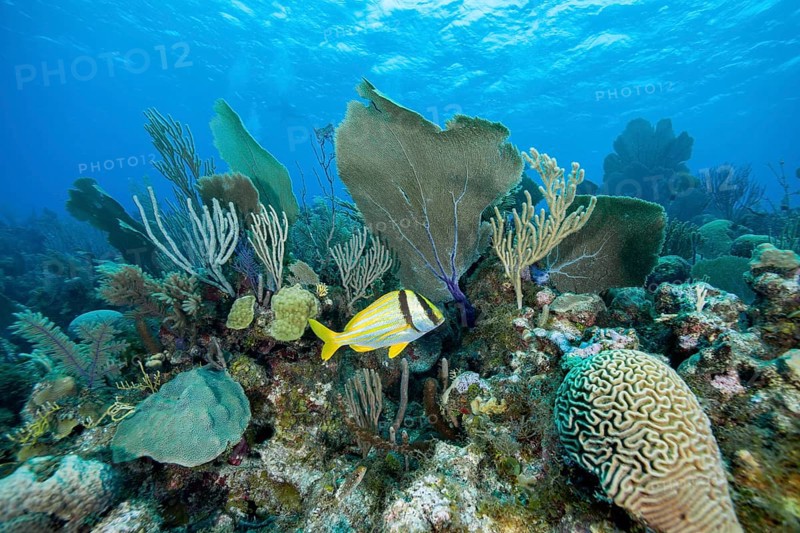 Coral reef
