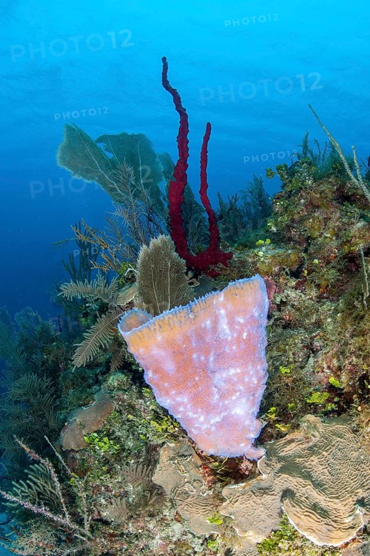 Sponge