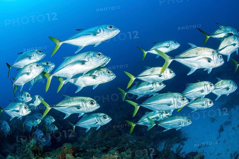 School of