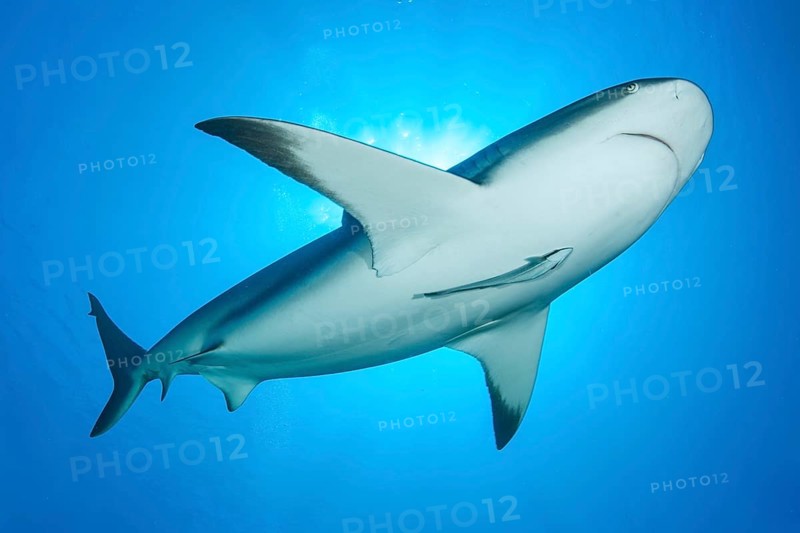Caribbean reef shark
