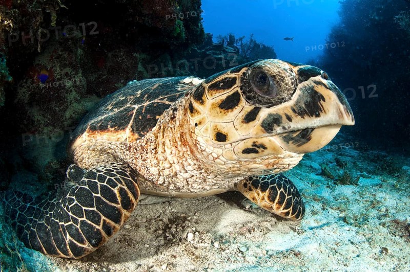 Hawksbill sea turtle