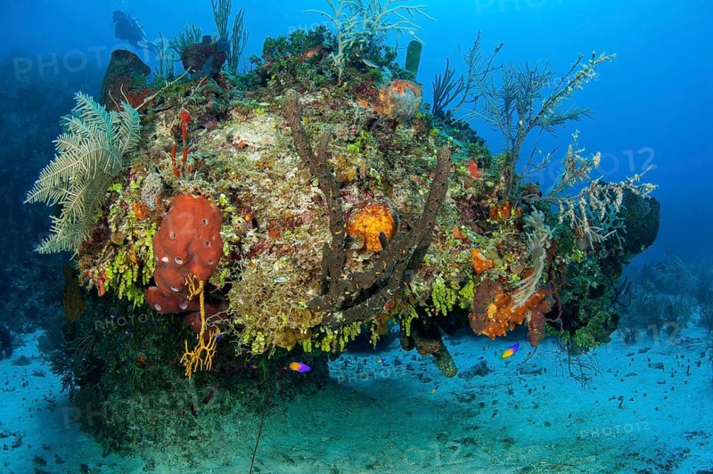 Coral Pinacle