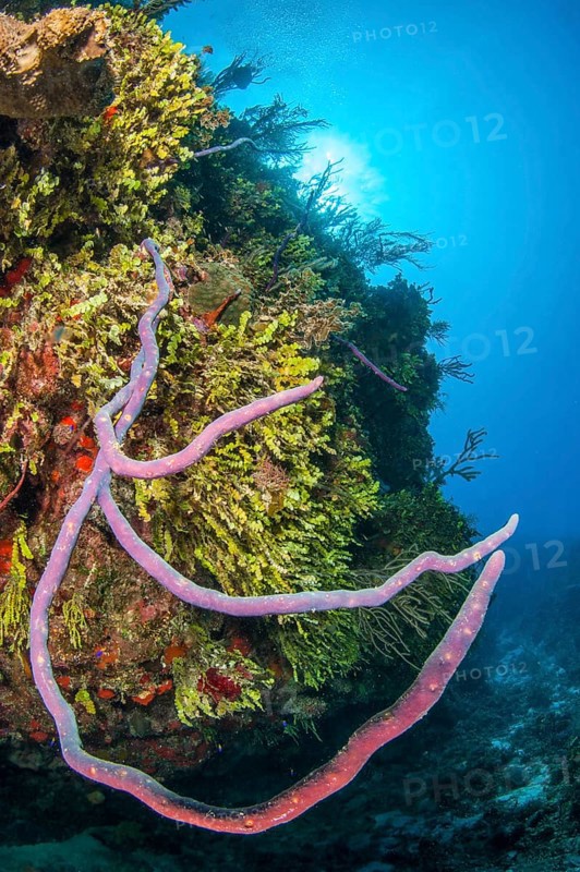 Aplysina cauliformis sponge