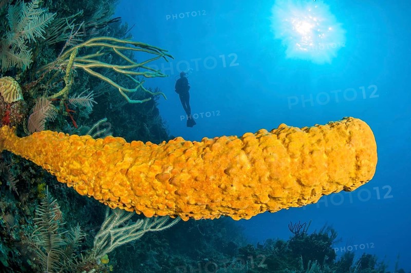 sponge
