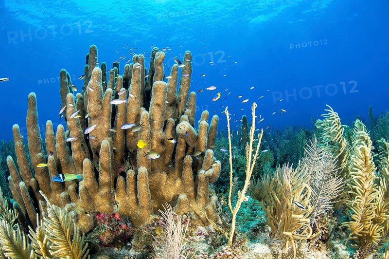 (Dendrogyra cylindrus) coral, and Antillogorgia americana seafans, gardens of the queen national park, Cuba, Central America