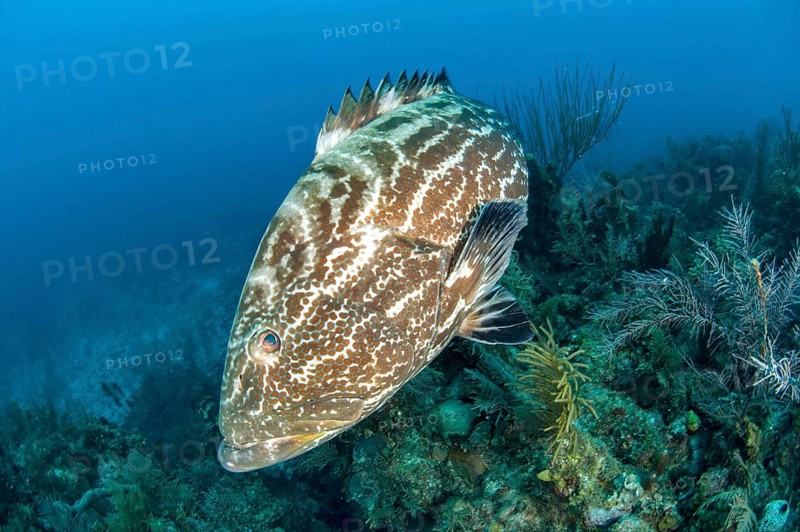 Black grouper