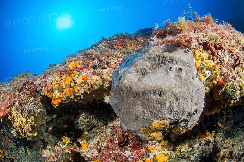 Scalarispongia scalaris sponge