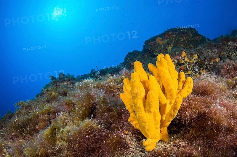 Axinella verrucosa sponge