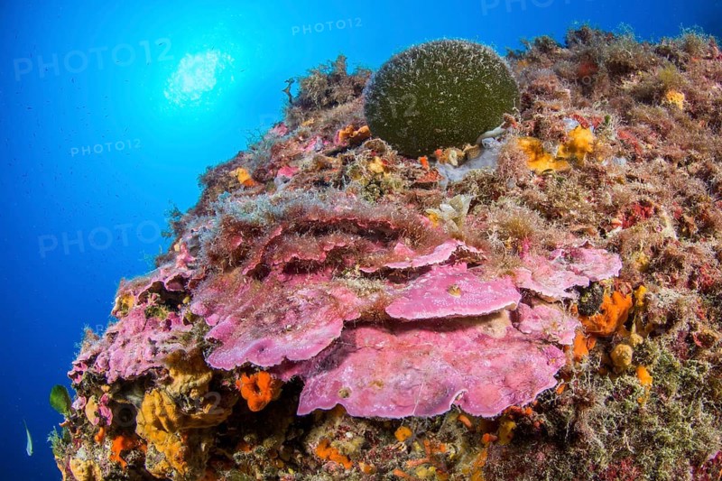 Lithophyllum stictaeforme