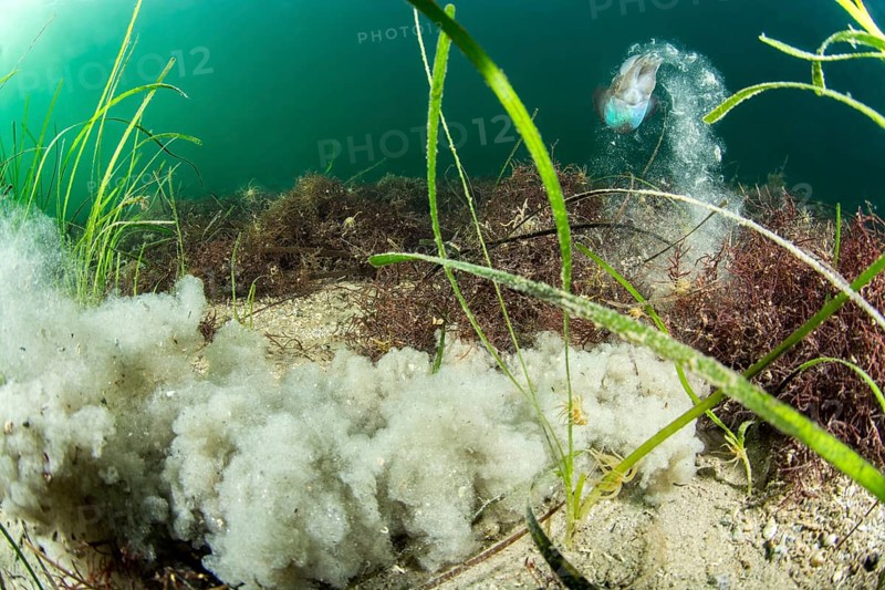 (Sepia officinalis), Zostera marina seagrass, Thau lagoon, Meze, Herault, Occitanie, France, Europe