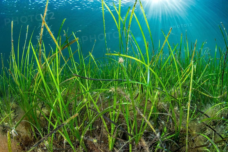 seagrass