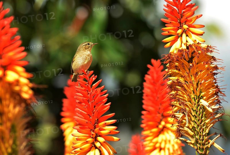 Tajuya. The Canary Island Chiffchaff is one of the smallest birds on La Palma. ESP