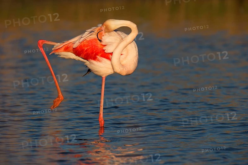 Greater flamingo