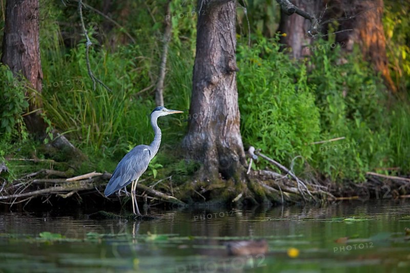 Grey heron