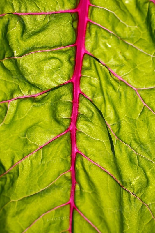 Beetroot