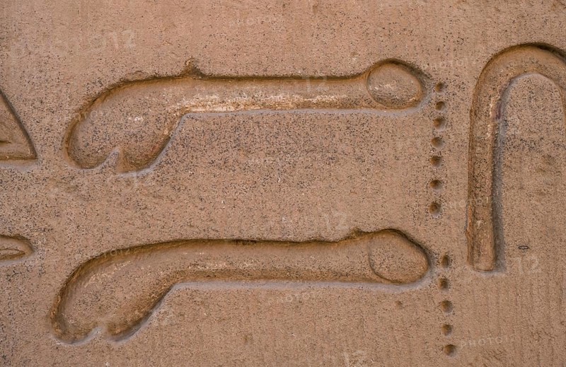 Penis