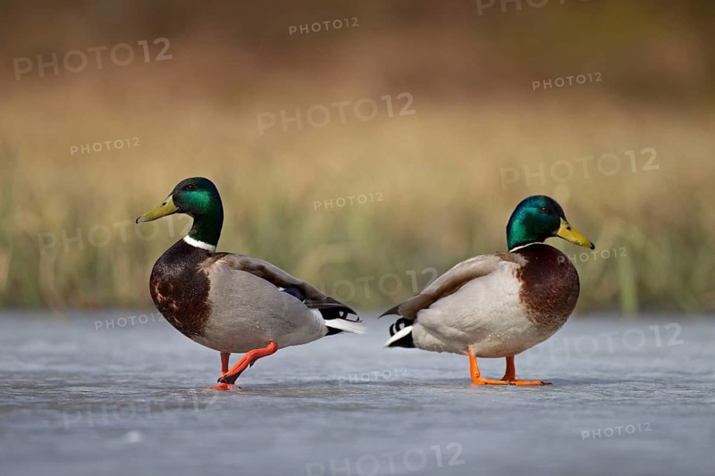 Mallard