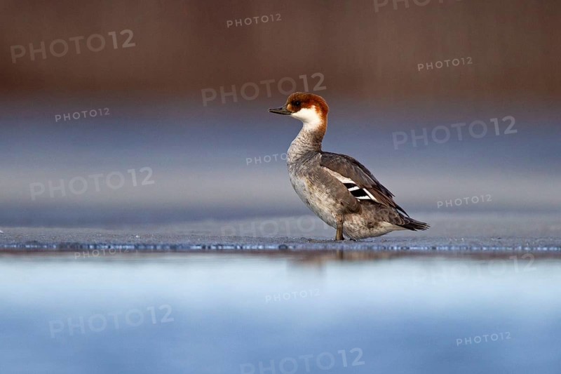 Smew