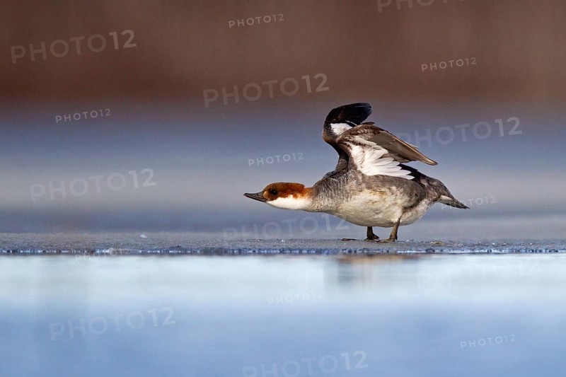 Smew