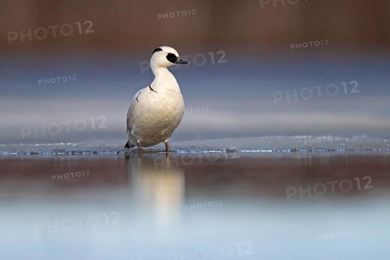 Smew