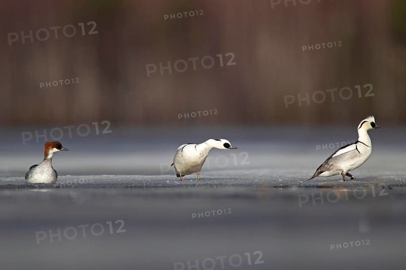 Smew