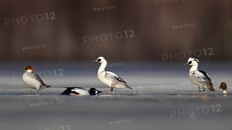 Smew