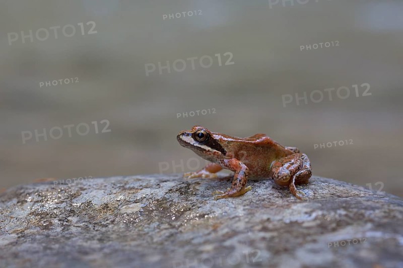Pyrenean frog