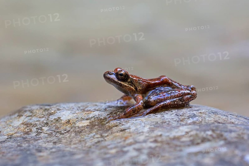 Pyrenean frog