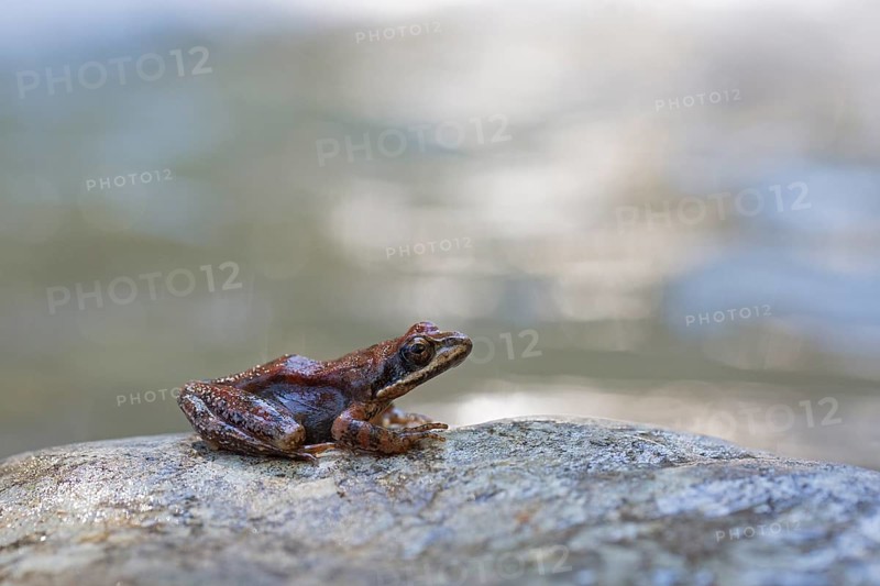 Pyrenean frog