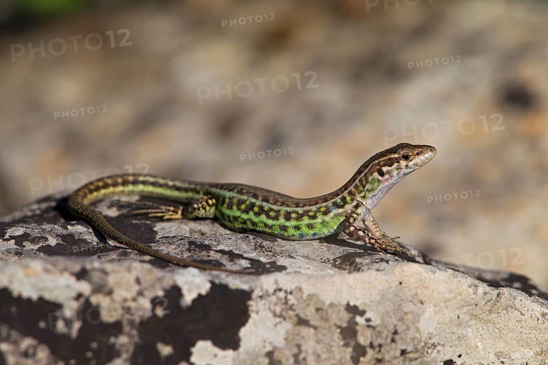 Tyrrhenian wall lizard