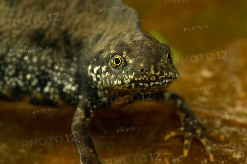 Northern crested newt