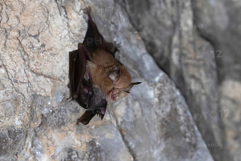 Lesser horseshoe bat