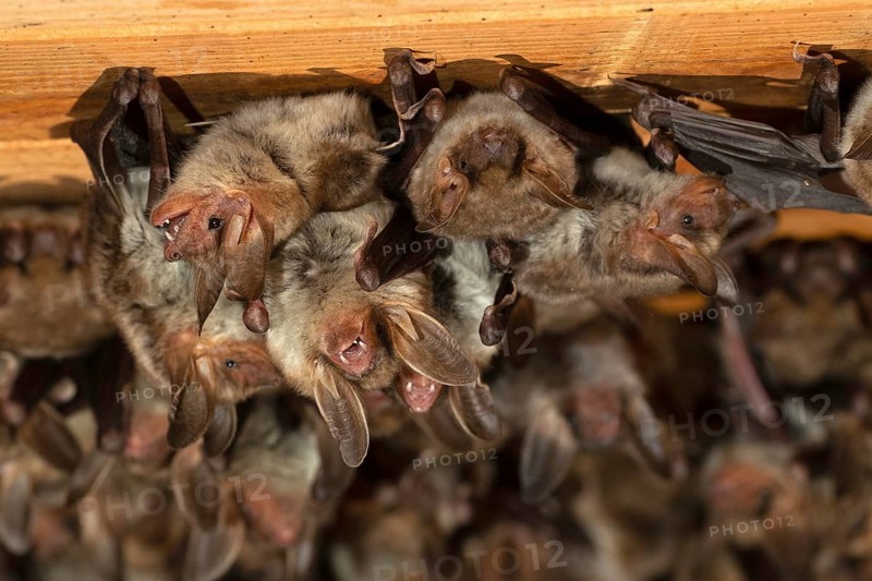 Greater mouse-eared bat