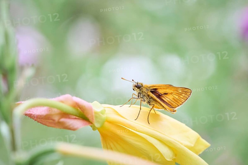 Large skipper