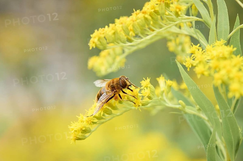 Dronefly
