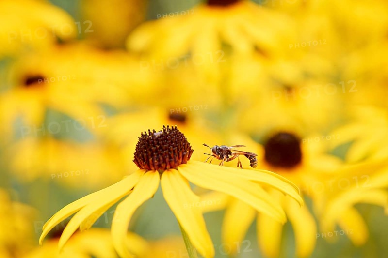 Stalked thick-headed fly