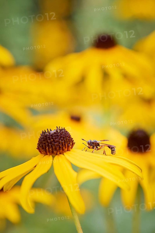 Stalked thick-headed fly